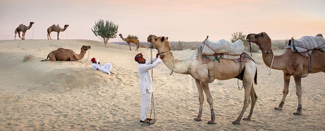 Rajasthan tours and drivers, what's included, camels