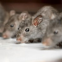 Karni Mata (Temple of Rats), near Bikaner