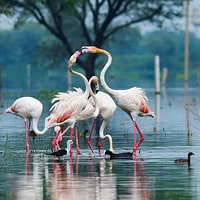 Parco Nazionale di Keoladeo, Rajasthan