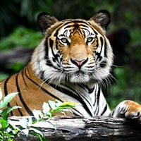 Parco Nazionale e Forte di Ranthambore, Rajasthan