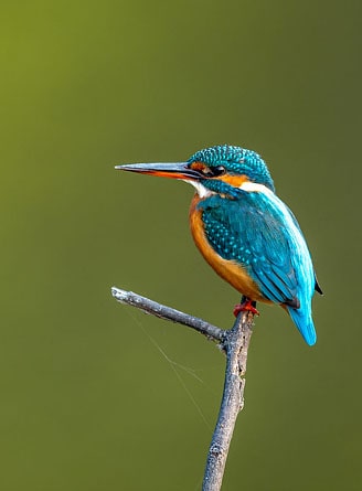 Kingfisher, bird at Keoladeo National Park, Rajasthan