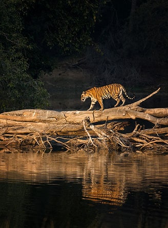 Tiger crossing a river, Ranthambore National Park, Rajasthan