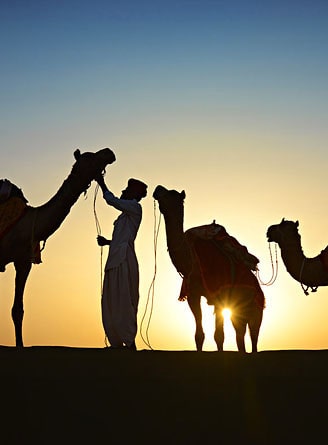 Man and camel and sunset, Thar Desert (Sam Sand Dunes), Jaisalmer, Rajasthan