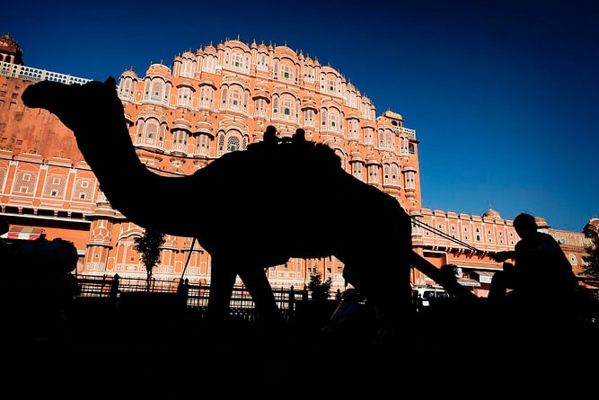 Silhouette of a camel in front of Hawa Mahal, Jaipur, Rajasthan
