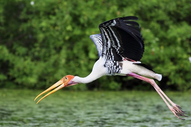 Stork, bird at Keoladeo National Park, Rajasthan
