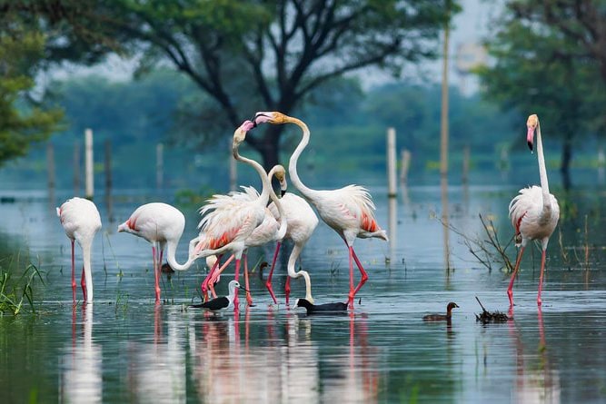 Keoladeo National Park, Rajasthan
