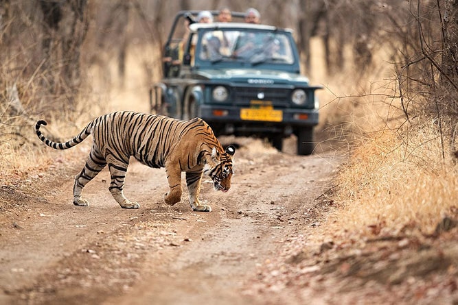 Jeep safari in Ranthambore Tiger Reserve, Rajasthan