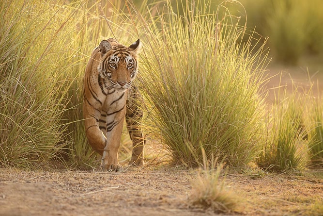 Tiger in the grass, Ranthambore National Park, Rajasthan