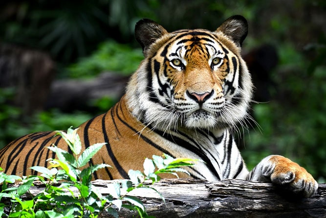 Ranthambore National Park & Fort, Rajasthan