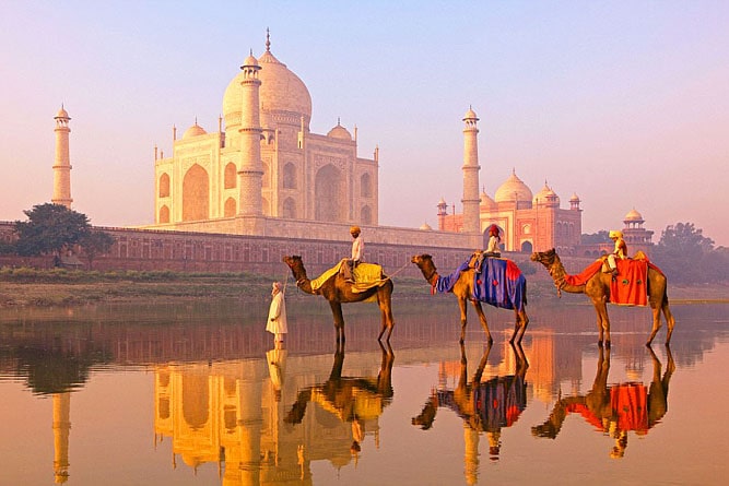 Camels and Taj Mahal reflection in the Yamuna River, Agra, Uttar Pradesh