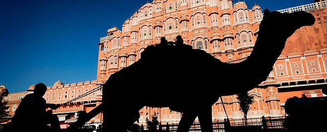Camel at Hawa Mahal, Jaipur, 10-day Rajasthan Tour