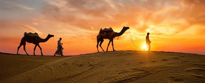 Camels in the desert at sunset, hot temperatures in Rajasthan
