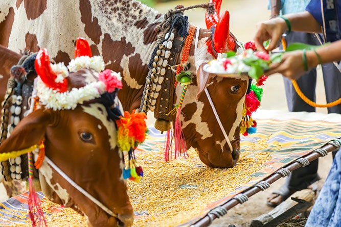Festival di Nagaur, Rajasthan